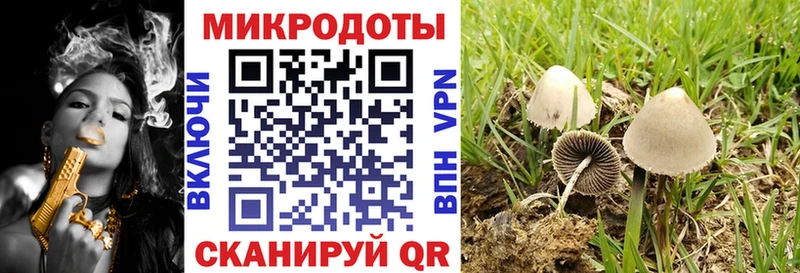 Псилоцибиновые грибы Psilocybe  Старый Крым 